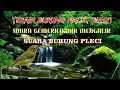 Download Lagu pancingan burung pleci dan suara gemericik air mengalir cocok untuk mengatasi burung macet bunyi