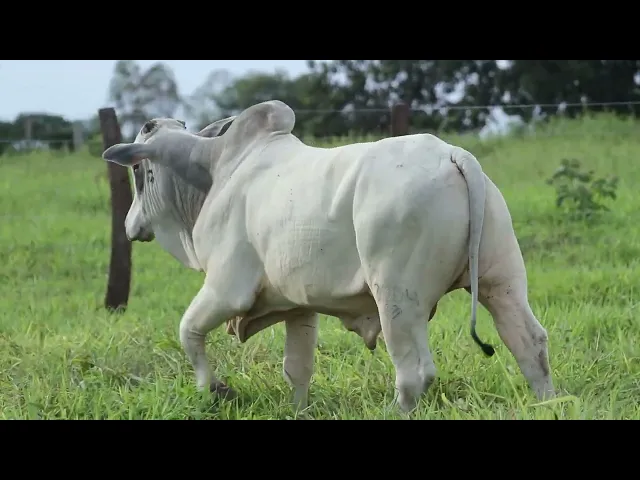 Touro Nelore ROZZ - 2304