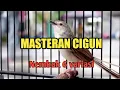 Download Lagu MASTERAN CIGUN NEMBAK 6 VARIASI COCOK UNTUK MASTERAN BURUNG BAHAN