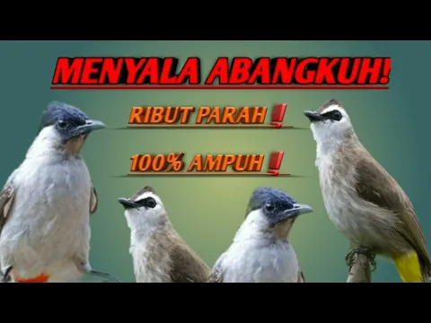 Download MP3 SUARA PIKAT KUTILANG VS TRUCUKAN RIBUT❗