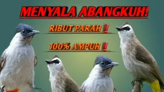 Download SUARA PIKAT KUTILANG VS TRUCUKAN RIBUT❗ MP3