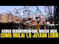 Lagu HARGA BERANTAKAN‼️ MURAI BATU PRESTASIAN BANJIR STOK‼️ CUMA 1,6 JUTA LEBIH DI LATUMENTEN‼️