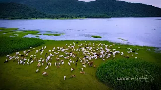 Rain ,Cows ,Nature &Hills | Nadipathy Goshala - Nadipathy Village | A Home of 10600+ Cattle