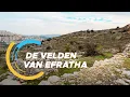 De Verkenners 35: De velden van Efratha
