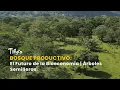 Download Lagu Bosque Productivo: El Futuro de la Bioeconomía | Árboles Semilleros - TvAgro por Juan Gonzalo Angel