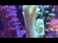 Download Lagu Mili Reef Tank [Cover Song] - Ku Yakin Cinta by. D'Cinnamons