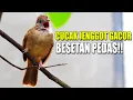 KICAU SUARA CUCAK JENGGOT GACOR FULL BESET NGEPIK TAJAM DI KANDANG AVIARY SEDERHANA