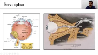 Nervos ópticos e a via visual