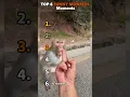 Download Lagu Ranking Best Funny Monkeys Moments😂😂😂😂