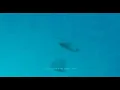 Download Lagu Godzilla - Bear McCreary ft. Serj Tankian (Lyrics) (With Aqua Blue Helicopter Background)