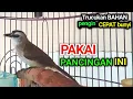 Download Lagu Pancingan trucukan BAHAN malas bunyi macet bunyi agar rajin bunyi dan gacor setiap hari