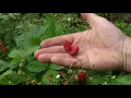 Lagu Poziomka Regina (Fragaria) uprawa zbiory degustacja.Wild strawberry cultivation harvesting, tasting.