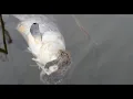 Download Lagu Male Common european toad (Bufo bufo) in amplexus with a dead fish, Lower Saxony, Germany, April.
