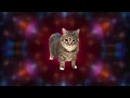 OIIA OIIA CRAZY Spinning CAT