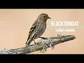 Download Lagu Masteran Suara Burung Blackthroat