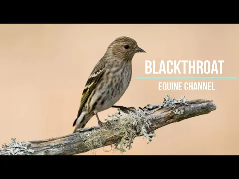Download MP3 Masteran Suara Burung Blackthroat