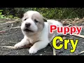 Download Lagu Puppy crying sound / 3-week-old puppy calls mom after being adopted
