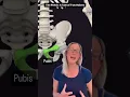 The Pelvis A tale of two halves