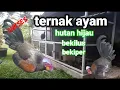 Download Lagu Sukses Ternak Ayam Hutan Hijau Bekilus&Bekiper