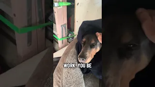 . #Fyp #dream #pets #doberman #life