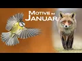 Lagu Fotomotive im Januar - Welche Wildtiere kann man jetzt fotografieren? Mit @gelikaba