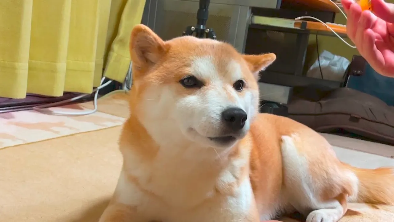 柴犬ハナ 病気になりました。