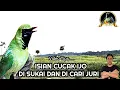 Download Lagu Isian Cucak Ijo Di Cari Dan Di Sukai Juri