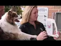 Macomb County launches first public pet microchip scanners in metro Detroit