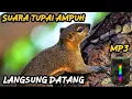 Download Lagu Suara Tupai Jernih Langsung Datang/ Bajing Kelapa‼️#suaratupai#bajingkelapa#pikattupai#suarabajing