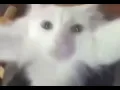 Yippee cat
