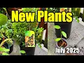 Download Lagu Nieuwe zeldzame tropische plant uitpakken (Jaboticaba \u0026 Vanille Orchidee) - juli 2025