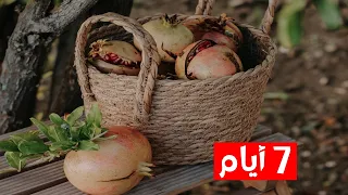تناول الرمان على الريق 7 أيام وانظر ماذا سيحدث !
