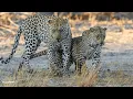 Leopard love at last light - SafariLIVE Sunset