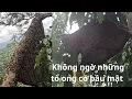 Download Lagu Không Ngờ Gặp Tổ Ong Thấp Lại Phát Hiện Thấy Tổ Treo Trên Đỉnh