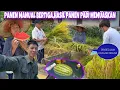 Download Lagu SEMINGGU BERLALU WAKTUNYA MEMANEN PADI DI DESA TERPENCIL, PANEN MANUAL BERTIGA HASIL MEMUASKAN 