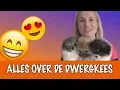 IK WIL EEN DWERGKEES! | DierenpraatTV