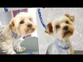 PetGroooming - Yorkie Grooming