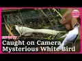 Download Lagu Mysterious White Bird Spotted in Japan