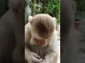 indian monkey desi monky feeding