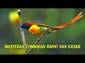 Download Lagu Masteran burung tembakan kasar dan rapat - cocok buat masteran burung mental fighter
