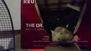 SWEETEST PET MOUSE MASSAGE
