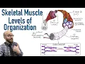 Skeletal Muscle Levels of Organization Filament Basics
