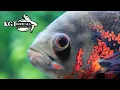 Download Lagu Don't Buy An Oscar Fish Unless You Watch This First!  10 Things You Should Know About Oscar Fish!