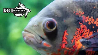Don t Buy An Oscar Fish Unless You Watch This First 10 Things You Should Know About Oscar Fish