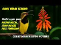 Download Lagu TEMBAKAN SADIS ‼️ Masteran sogon gacor full isian mewah