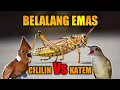 Download Lagu BELALANG EMAS | CILILIN | KAPAS TEMBAK