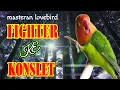 Download Lagu Masteran Lovebird Fighter ke Konslet 2023//Masteran Bahan Konslet