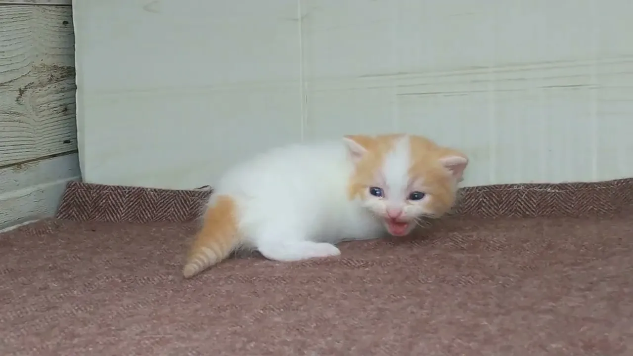 動画