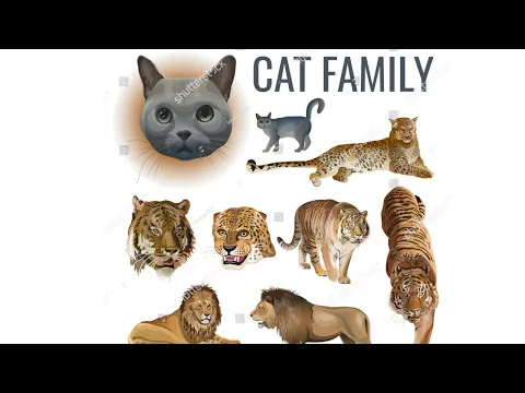 Download MP3 Biological names of some cat family animals