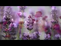 Ride On (Celtic Woman).